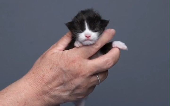 被捧在手心里的小奶猫,拍着拍着就长大啦截图
