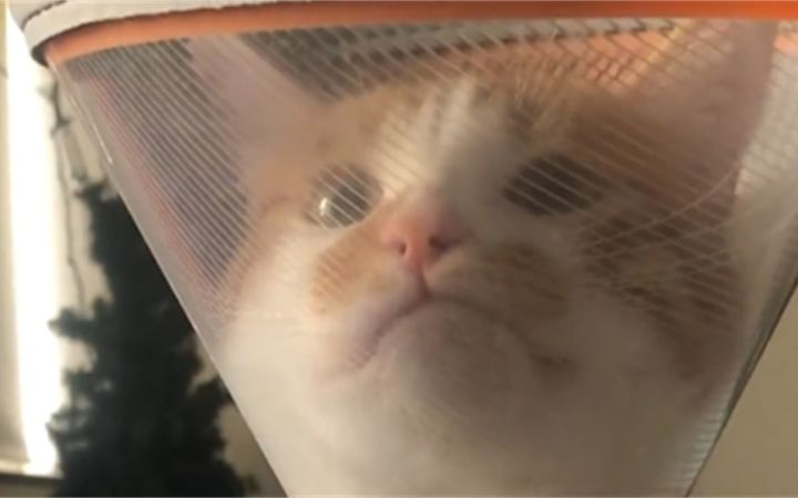第一次从猫猫脸上看见了委屈截图