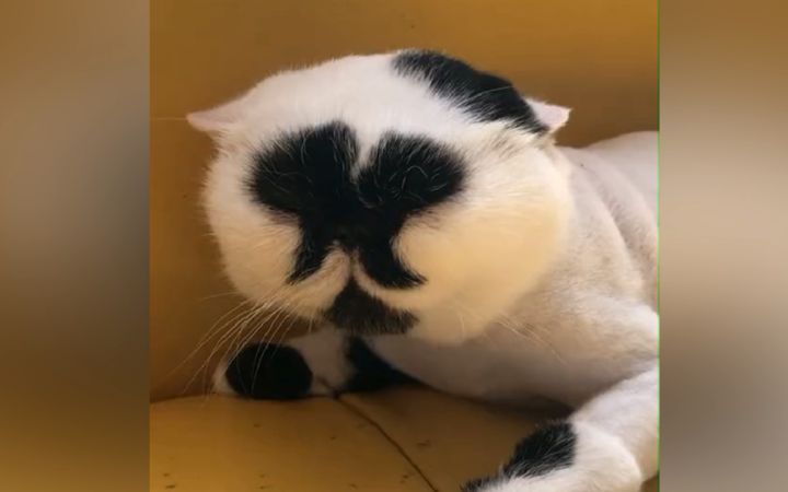 “这到底是猫脸还是猫屁股？？？”截图