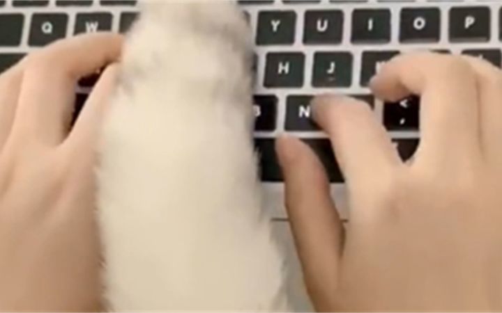 尾巴:“来嘛,就陪我玩一会嘛~”截图