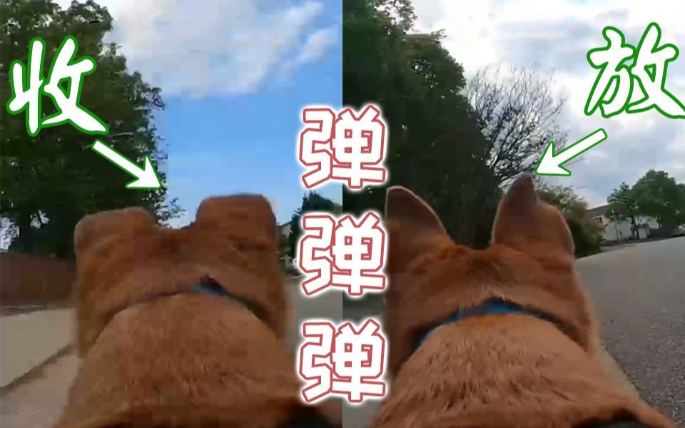 video-2775979