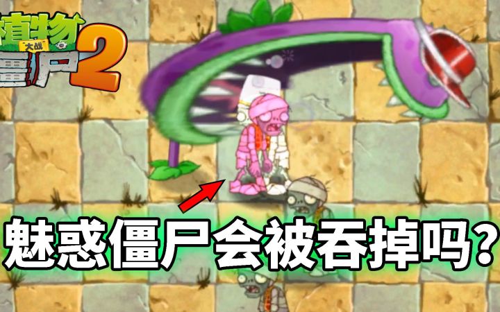 Pvz2流言终结者 5阶大嘴花能吞掉魅惑僵尸吗?截图