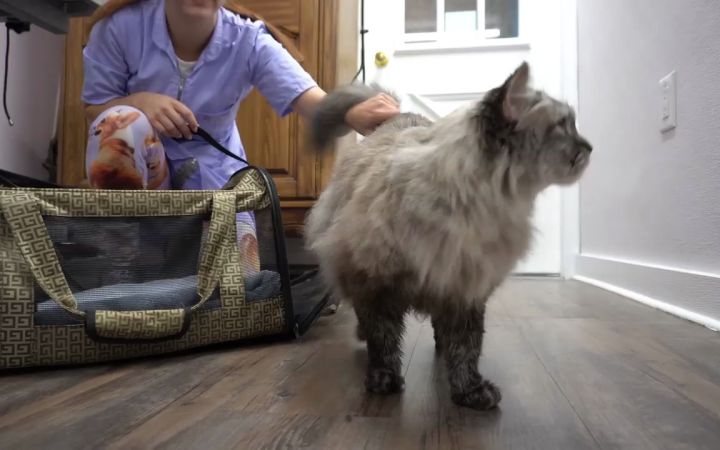 给猫咪洗澡的5个不可避免的阶段截图