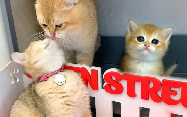 猫爸爸照顾他的妻子和小猫宝宝截图