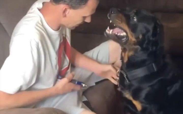 愤怒的罗纳威犬剪指甲，建议直接清空弹夹截图