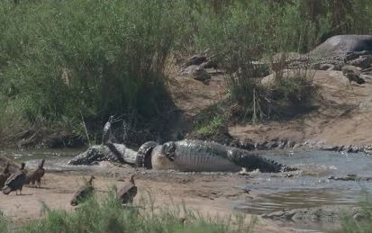 一只鳄鱼对另一只鳄鱼施展了死亡旋转截图
