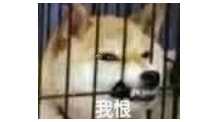 给大家表演个用命做菜截图