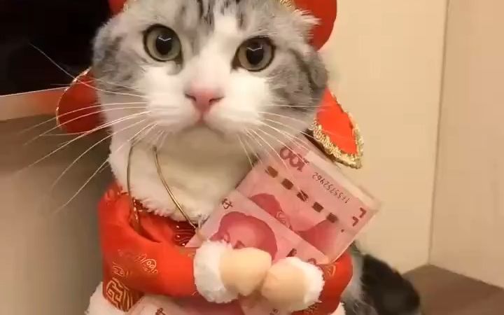 记录一只可爱的小猫咪截图
