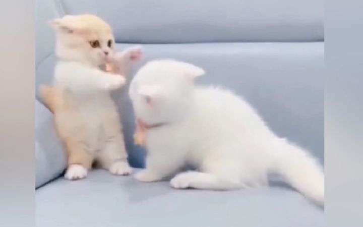 “小奶猫不能打架!”截图