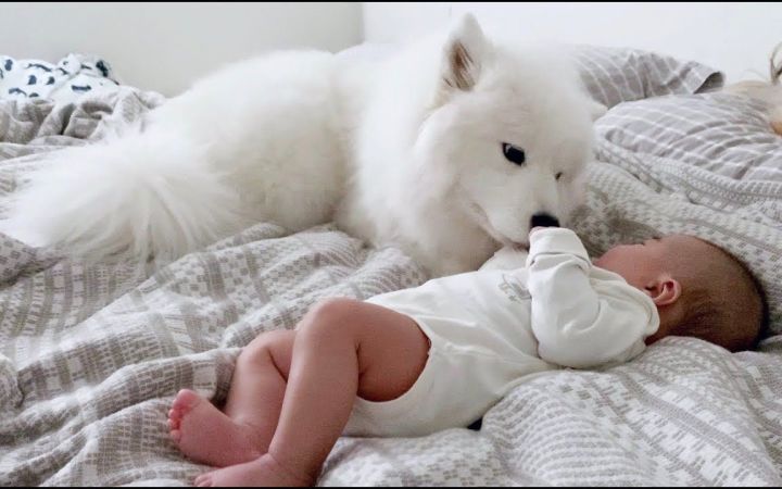 狗子和宝宝一起长大截图