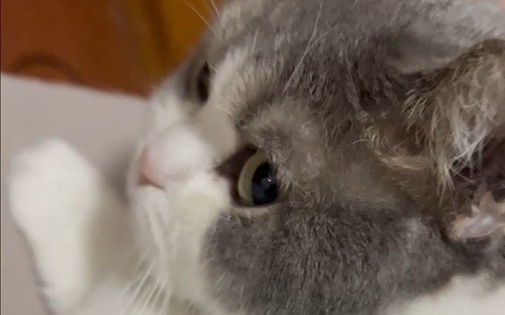 谁家的小猫咪睡觉练瑜伽呀截图