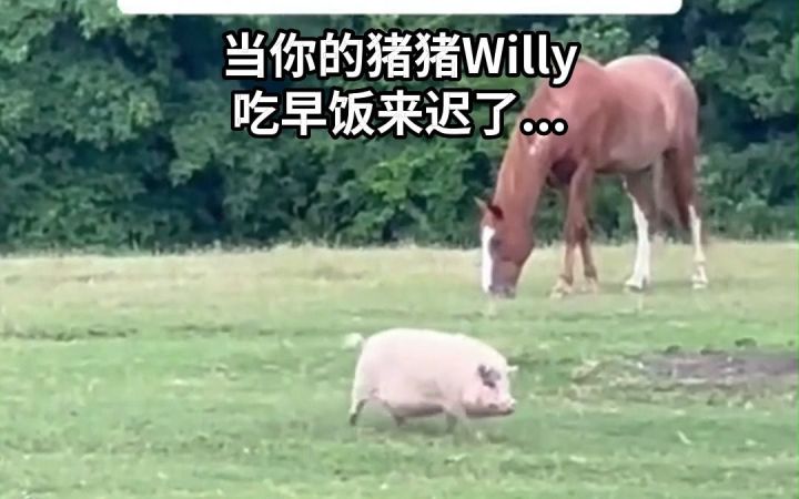 发现自己差点错过早饭的猪猪:你们一定要等我!!!截图