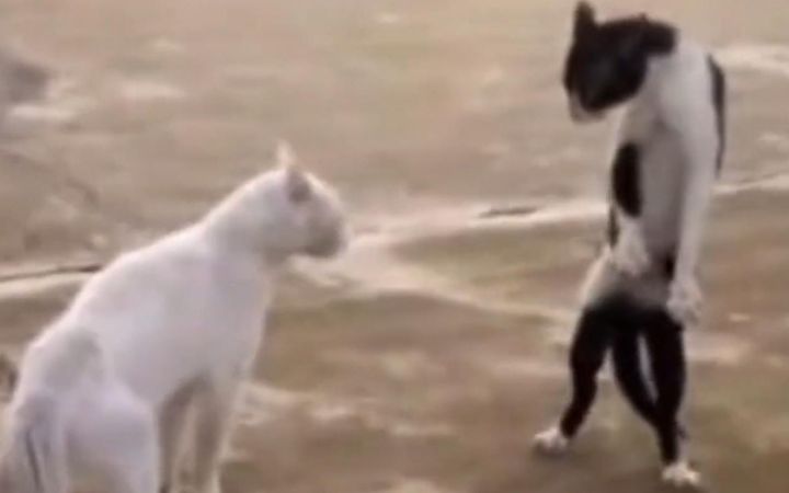 猫也分没头脑和不高兴啊截图