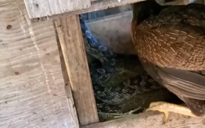 母鸡怒啄偷蛋贼截图