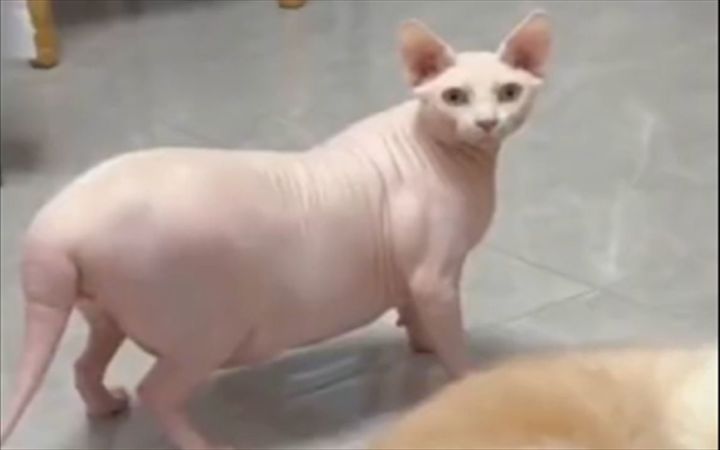 这猪怎么这么像猫截图