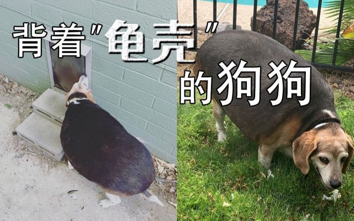 判若两汪!因太胖而被抛弃——80斤狗狗的励志减肥之路截图