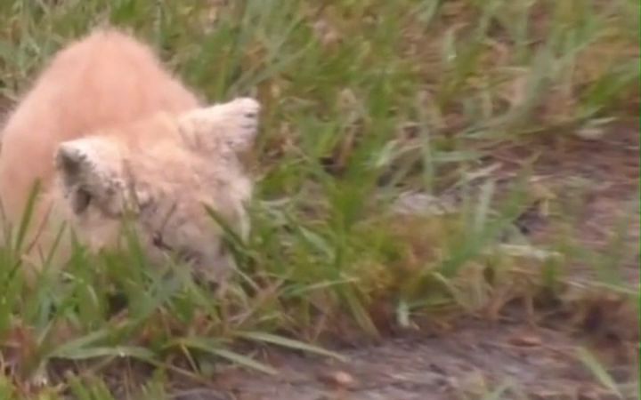 一只瘦骨嶙峋的患病流浪猫，被救助之后...截图