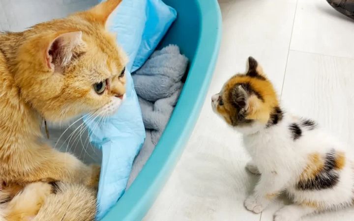 可可第一次来见妈妈猫和她刚出生的小猫截图