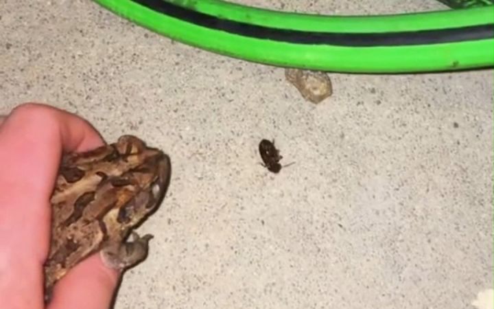 带着秘密武器抓虫，保证一抓一个准！截图