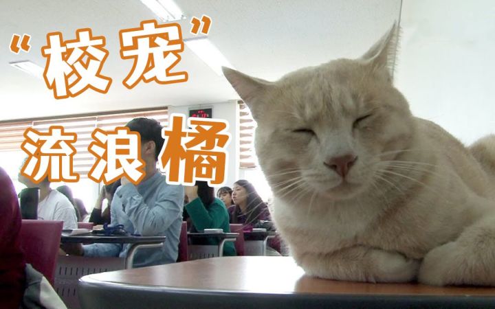 上课睡觉的猫,是毕不了业的——韩国大学“校宠”流浪橘猫截图