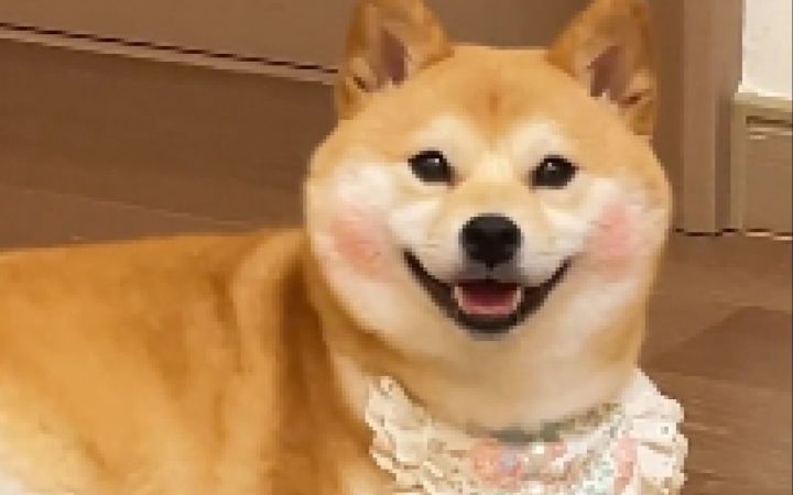 它好像很骄傲耶!!截图