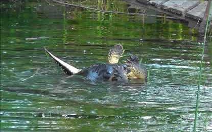 水獭捕食鳄龟截图