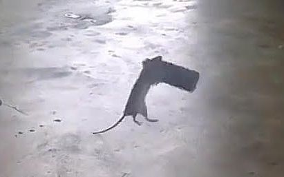 成精的老鼠也怕正常发挥的猫截图