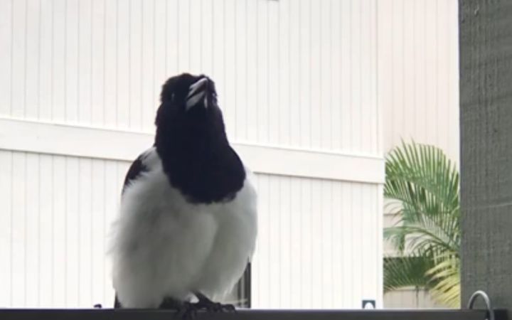 【伯劳鸟】在一分钟内模仿10种不同的鸟叫声截图
