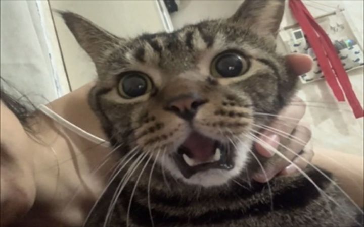 震惊猫猫亿百年截图