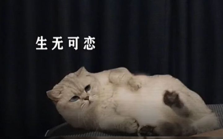 “猫猫受苦大队”截图