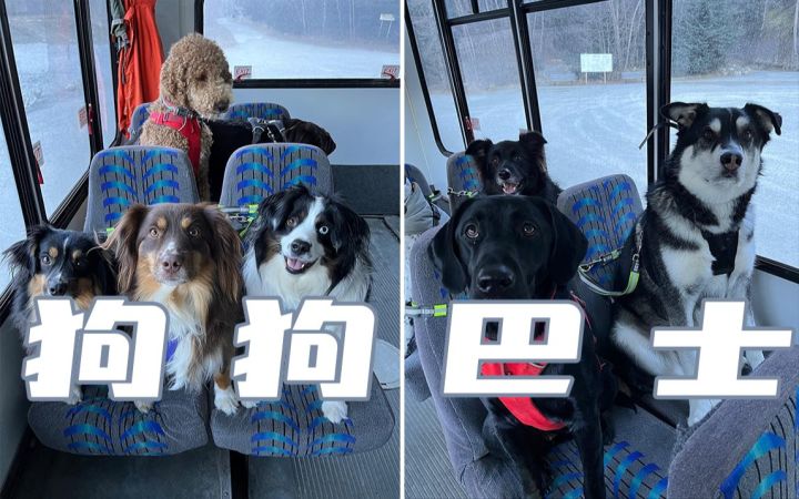 “狗狗托管班”的校车即将到站,请狗子们有序上车就座截图