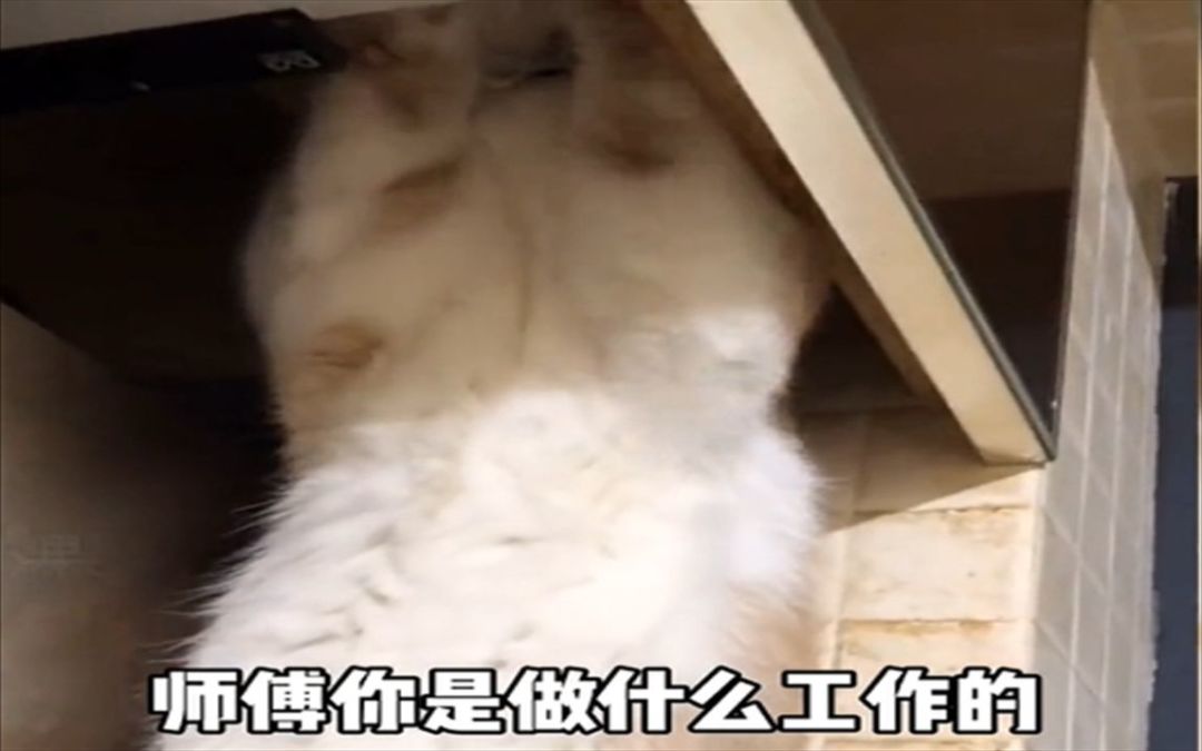 video-2933329