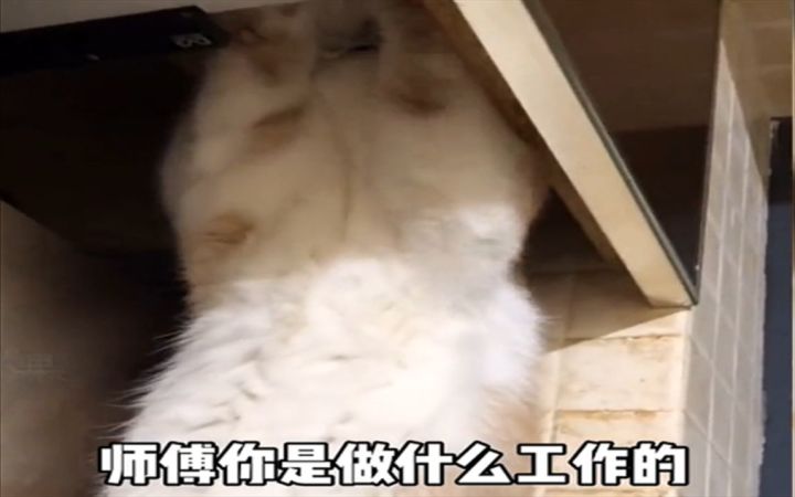 猫咪打工日记截图