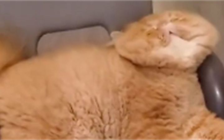 这是...一摊猫饼?截图