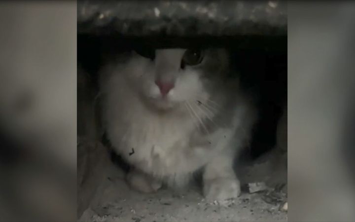 第一批回村的猫截图