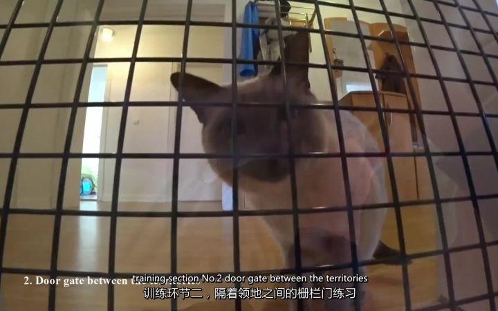 【Traveler'sGarden】多猫家庭爆发冲突、打架升级怎么办!如何二次引见?——多猫社交第二集截图