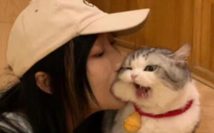 “养猫的和不养猫的都沉默了…”截图