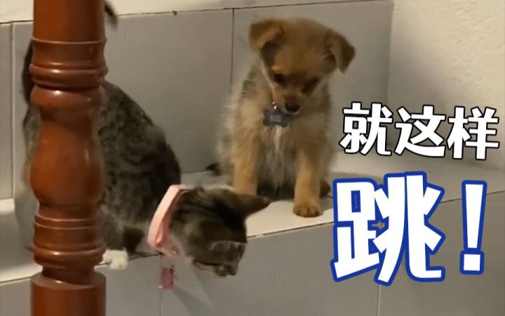 狗砸,快看我,就这样子跳!——教奶狗下楼梯的猫师傅截图