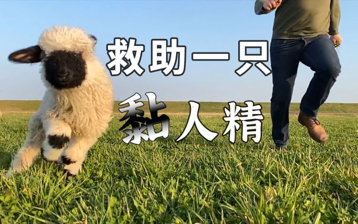 救助一只长相潦草的黑面羊幼崽,到家后秒变“爸宝羊”截图