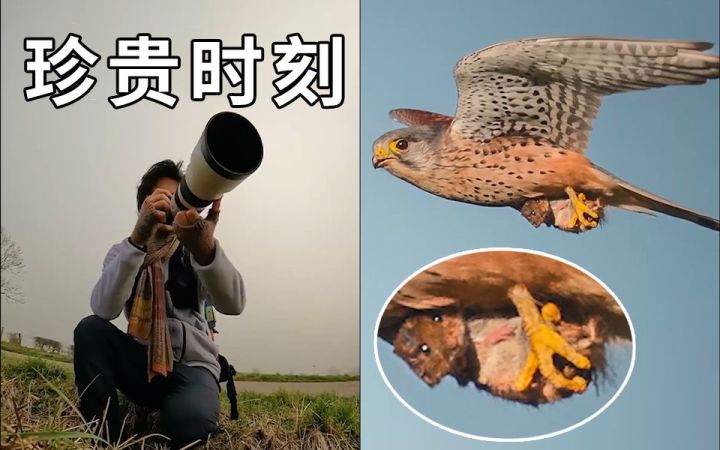 今天鼠鼠就要远航！摄影师抓拍到红隼捕鼠的珍贵时刻截图