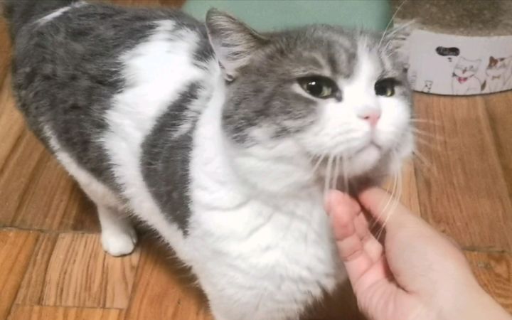 小猫咪为了罐头能做到什么程度截图