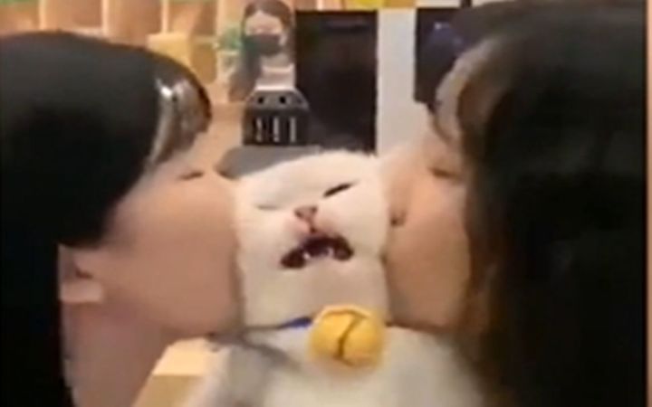 猫:不努力就会成为女人的玩物截图
