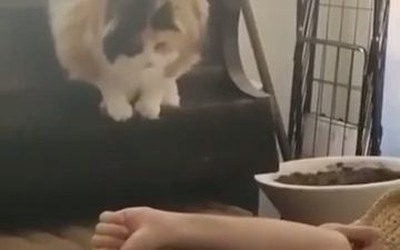 video-2969092