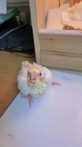 小鸡日记!第23天!#手养玄凤鹦鹉 #鹦鹉🦜 #奇妙的动物 #手养玄凤 #手养鹦鹉 #玄凤鹦鹉截图