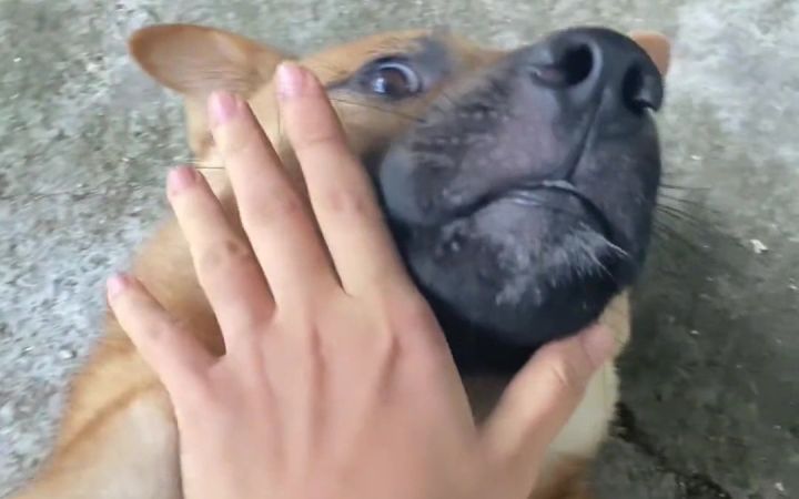 它们是犯了天条吗?咋就碰上这群老六截图