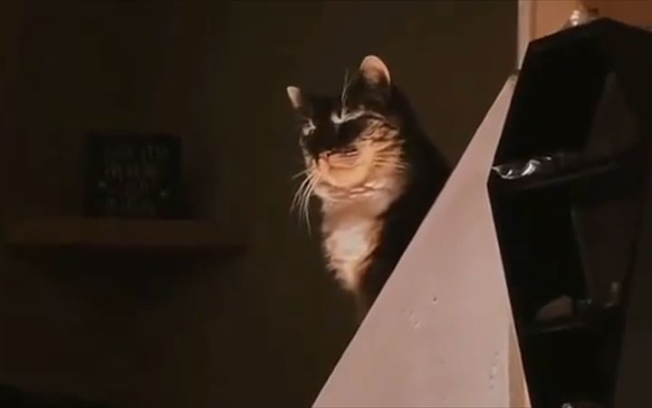 猫:不就是压迫感吗?截图