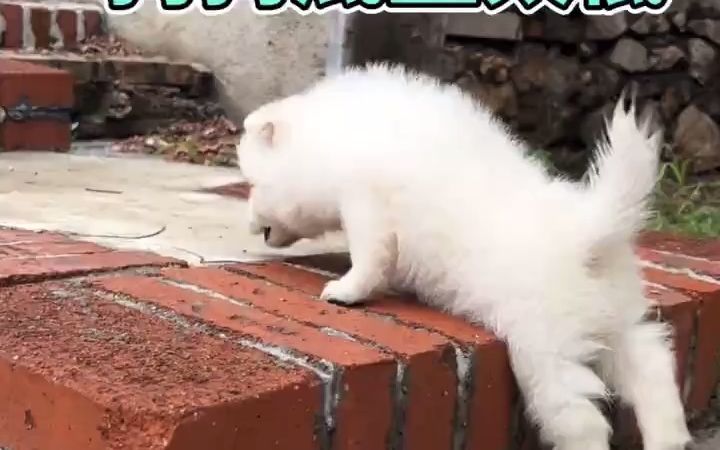 底盘太低的痛苦，短腿狗狗表示一般狗狗体会不到截图