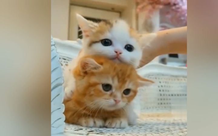 这次真的是来帮你们戒猫的!截图