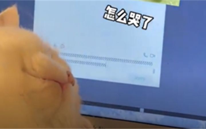 小猫是怎么表达难过的截图