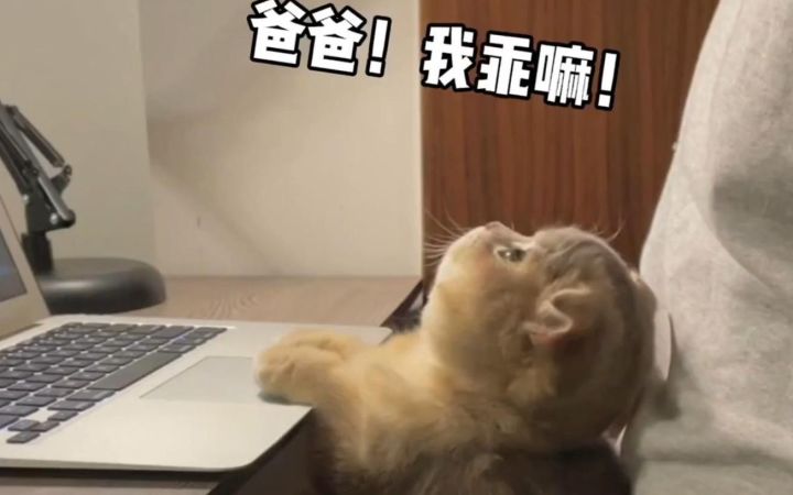 小奶猫是知道自己很可爱的罢~截图